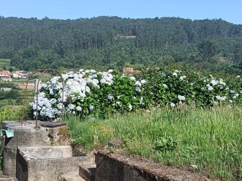FINCA + CASA EN LA ZONA DE BARREIRO (DORRON) SANXENXO